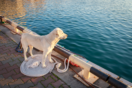 Dog stands on the pierの写真素材