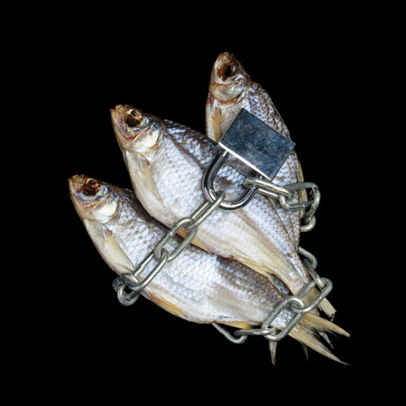 Dried river fish shackled with a metal chain