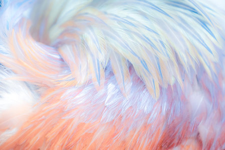 Delicate pink and blue feathersの写真素材