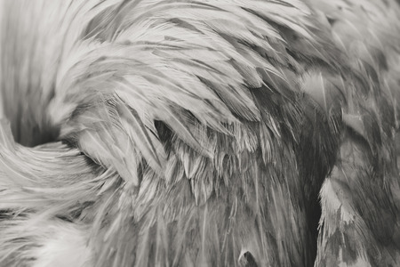 Feathers of a rooster as a background or backdrop. Black and white imageの写真素材