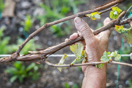 Male wrinkled hand holding a grape branchの写真素材
