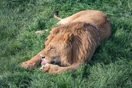 Young lion licking paw lying on green grassの写真素材