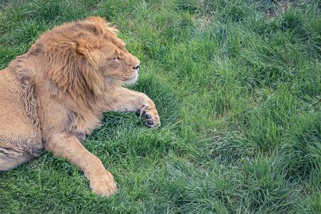 Beautiful young lion kingly laying on grassの写真素材
