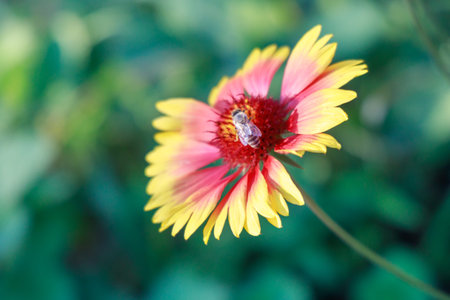 Bee sits on a yellow-red flower