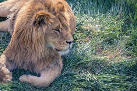 Lion lies on the green grass. Close-upの写真素材