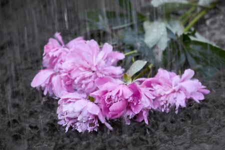 Bouquet of flowers under rainの写真素材