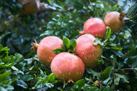 Ripe pomegranates covered with raindrops grow on a branch.