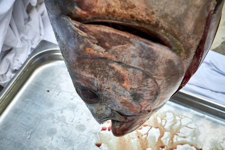 Large tuna hangs head down in the market.