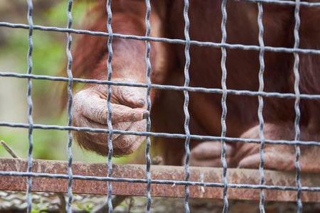 Red-haired orangutan sitting in a cage reaches out the hand through a metal grid.