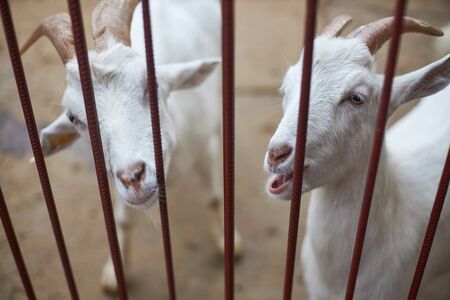 Young white goats peek out from behind a metal grid fender.の写真素材