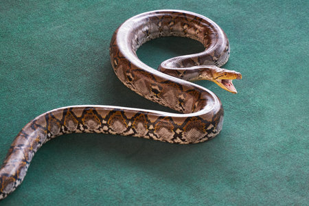 Big python crawls on a green carpet, opening a mouth for attack.