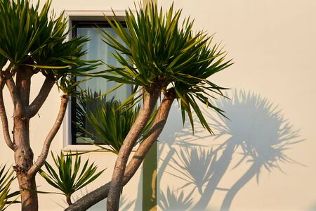 Small palm tree casts a shadow on the wall of the house and the window.の写真素材
