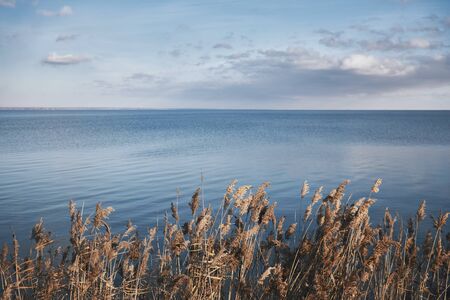 Dry reeds against the backdrop of a calm blue sea, copy spaceの写真素材
