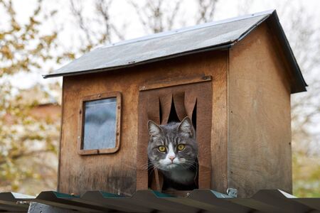 Gray hungry domestic cat sits in a wooden house and looks angrily out.の写真素材