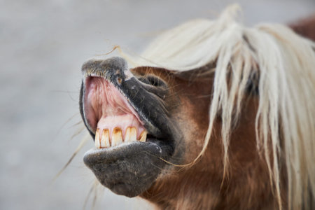 Funny brown horse with a white mane opened its mouth and shows teeth.の写真素材