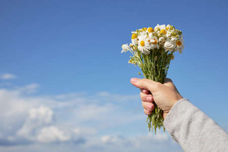 A bouquet of daisies in a female hand against the blue sky.の写真素材