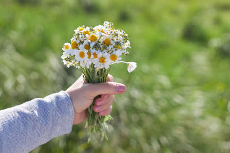 A bouquet of field daisies in a female hand on a background of green grass.の写真素材