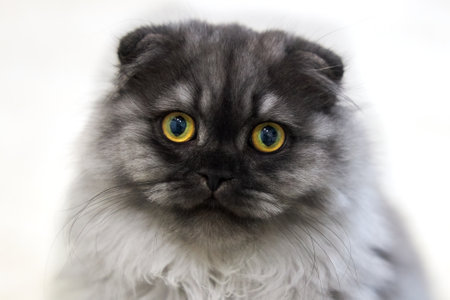 Portrait of a pretty gray cat with yellow eyesの写真素材