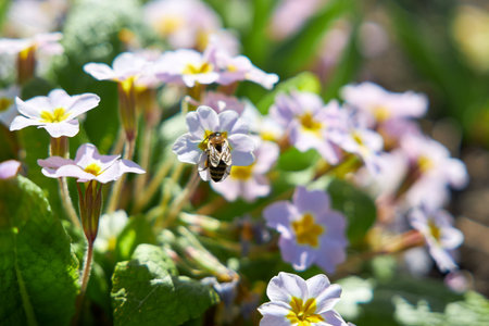Bee sits on a beautiful flower of petuniaの写真素材