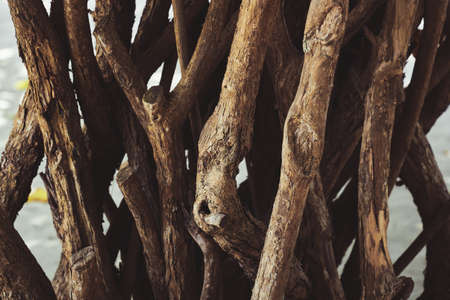 Twisted tree trunks as background or backdropの写真素材