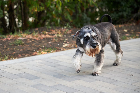 Young black Schnauzer walks on the sidewalkの写真素材