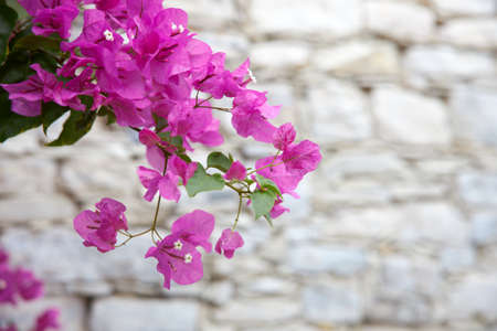 Red flowers against the background of the old stone wall as a backdropの写真素材