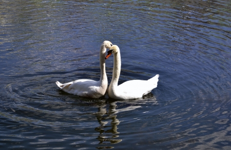 two swansの写真素材