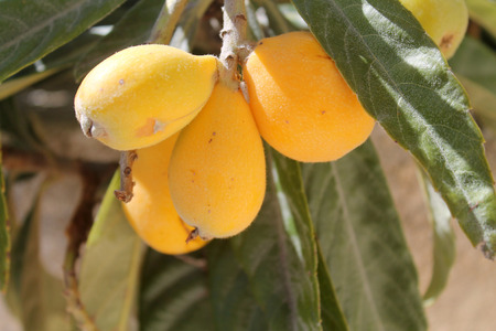Close-up of four ripe yellow medlarsの写真素材