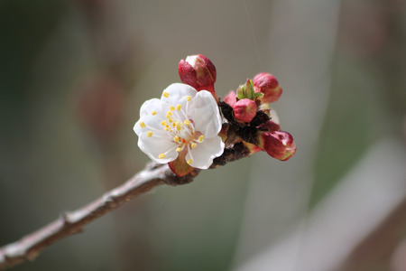 Small twig with a white blossom and pink budsの写真素材