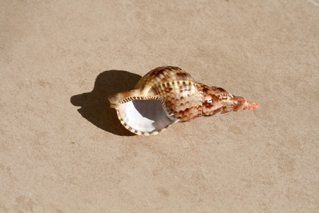 Conch shell on a floorの写真素材