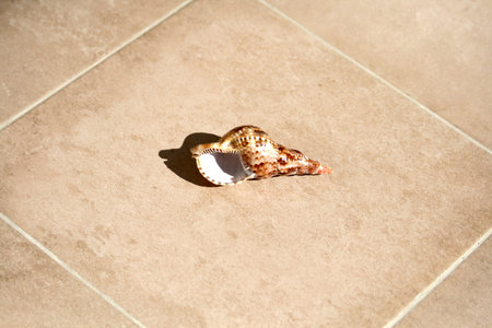 Conch shell on a floor