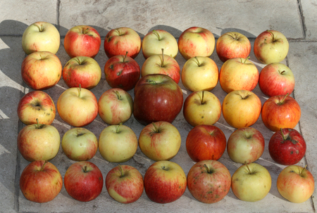 35 apples on the groundの写真素材
