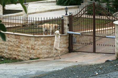 Two dogs beside a gateの写真素材