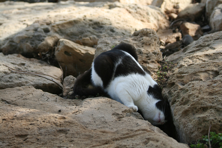 Cat looking into a gap between the rocksの写真素材