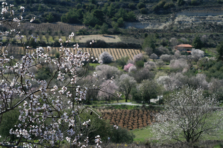 Blossoming almond trees in the mountainsの写真素材