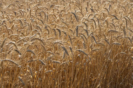 Background of ripe golden ears of wheat growing in the field in sunlightの写真素材