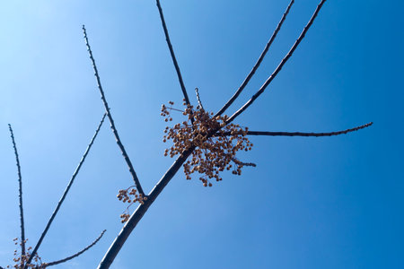 Naked tree branches with small yellow berries in front of the bright blue skyの写真素材