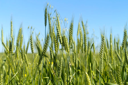 Unripe green ears of wheat growing in the field in sunlight in front of the light blue sky