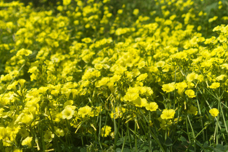Yellow spring wildflowers among the green grass in sunlight