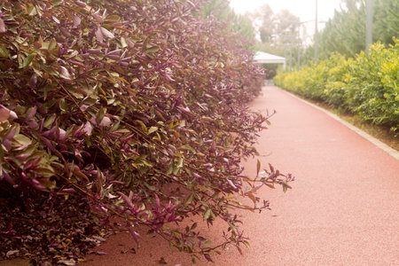 Close-up of purple leaves on bushes in an autumn parkの写真素材