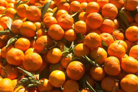 Pile of freshly picked Cypriot tangerines with green leaves in sunlight