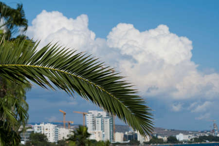Big palm leaf in front of blue sky with white clouds and cityscape with tall buildingsの写真素材