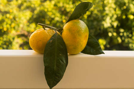 Two freshly picked tangerines on tableの写真素材