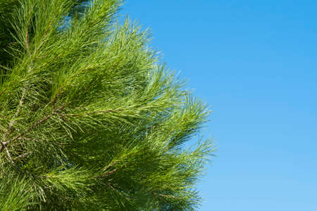 Pine tree branches with long soft green needles in front of clear blue sky with copy spaceの写真素材