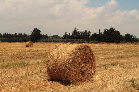 Agricultural field with yellow straw bales in front of trees and cloudy sky