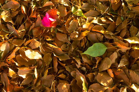 Texture of dry yellow, green and pink fallen leaves lying on the ground with sunlight spotsの写真素材