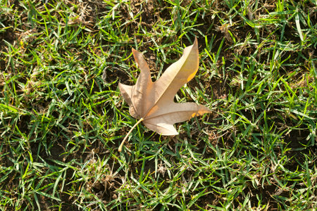 Dry yellow maple leaf lying on green grass in sunlight