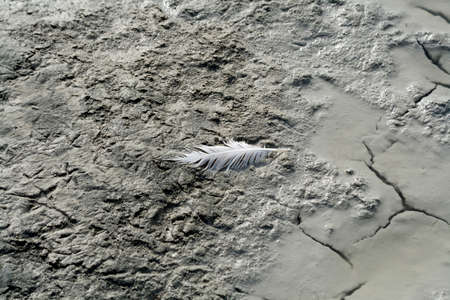 White bird feather and footprints in gray mud of salt lakeの写真素材