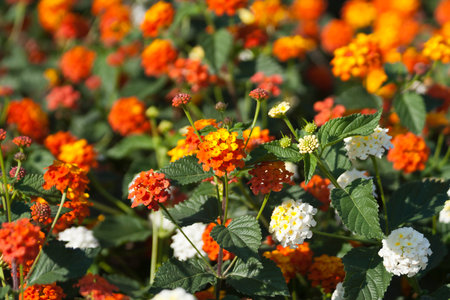 Background of bright orange and white flowers among green leaves in sunlightの写真素材