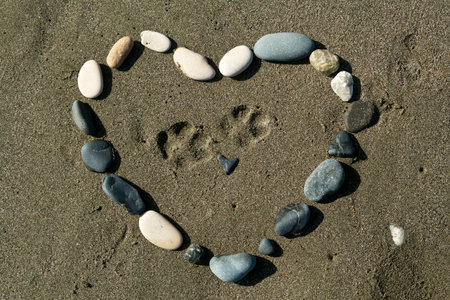 Heart shaped figure from beach stones with two paw prints inside on the sand in sunlightの写真素材